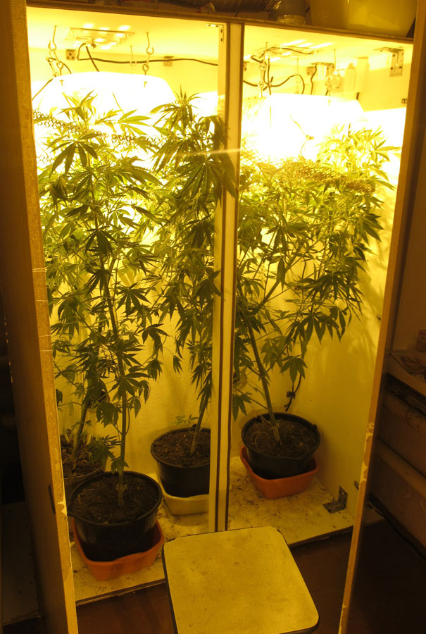 Шкафы выращивания конопли 10 лет курю марихуану