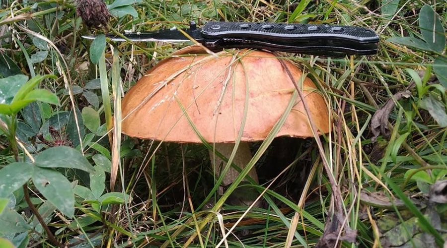 Специалисты Роспотребнадзора просят соблюдать основные правила, чтобы не отравиться принесёнными из леса грибами