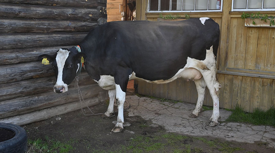 Многодетной семье Маркиных передали корову по поручению губернатора Евгения Куйвашева