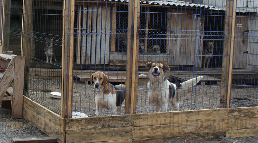 В Полевском в приюте для бездомных животных постоянно содержатся 330 псов