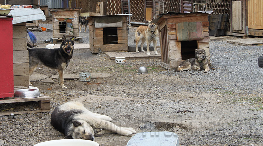 В Полевском в приюте для бездомных животных постоянно содержатся 330 псов