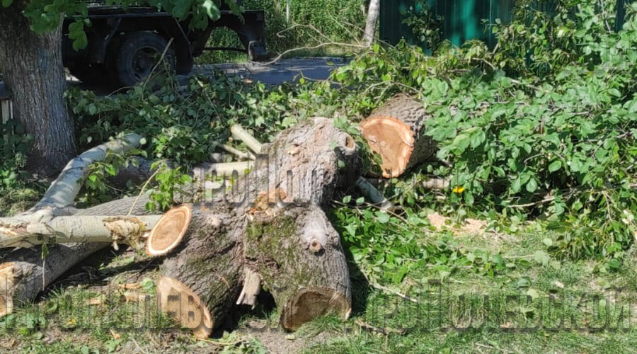 В 2023 году в Полевском округе вырублено и обрезано 384 аварийных дерева